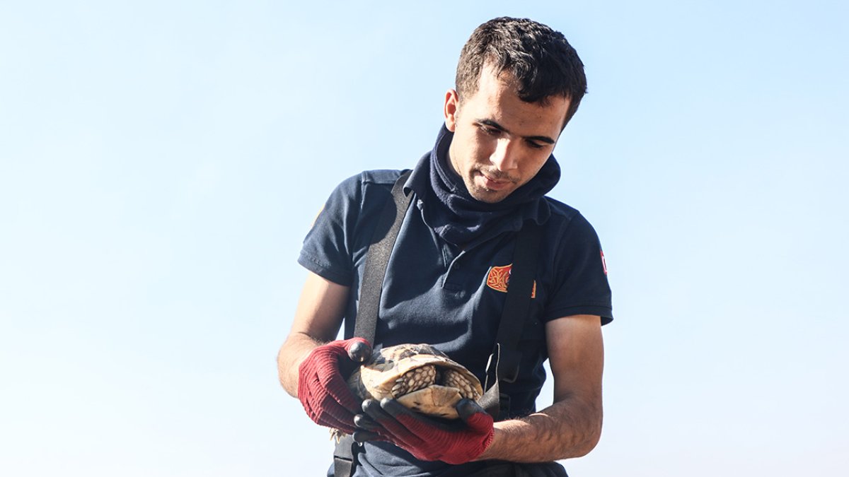 Mersin'de yangın bölgesinde mahsur kalan kaplumbağaya yardım eli