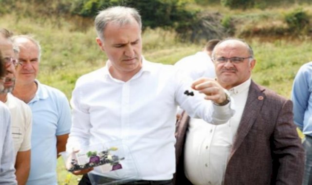 İnegöl’de Aronya meyve hasadı başladı
