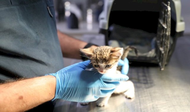 İzmir Narlıdere'de can dostlara özel ilgi