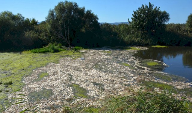 İzmir'de binlerce ölü balık kıyıya vurdu