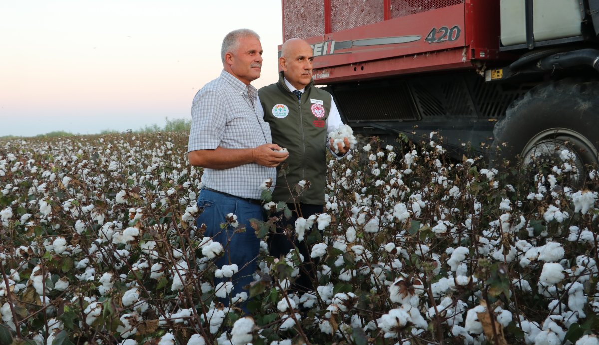 Vahit Kirişci biçerdövere binip pamuk hasat etti