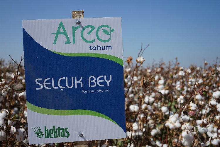 İki milli tohum görücüye çıktı