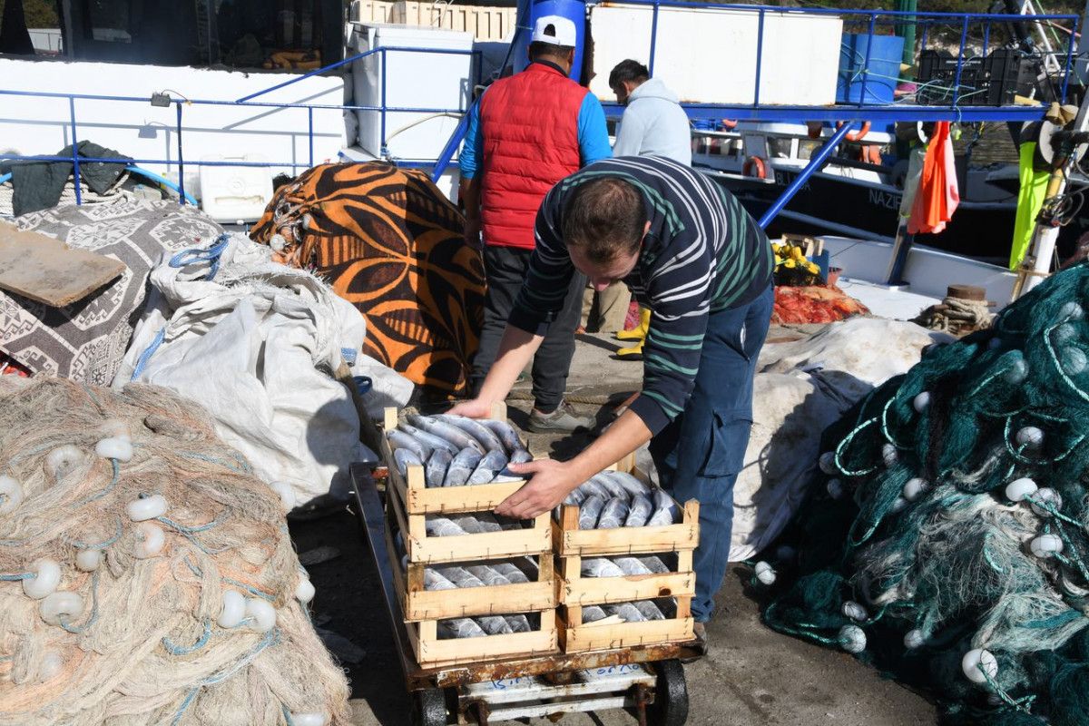 Palamut bolluğu yaşanan Karadeniz'de balıkçıların 'mayın' endişesi
