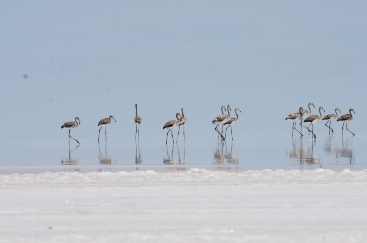 Tuz Gölü'nde flamingolar tehlikeden kurtuldu