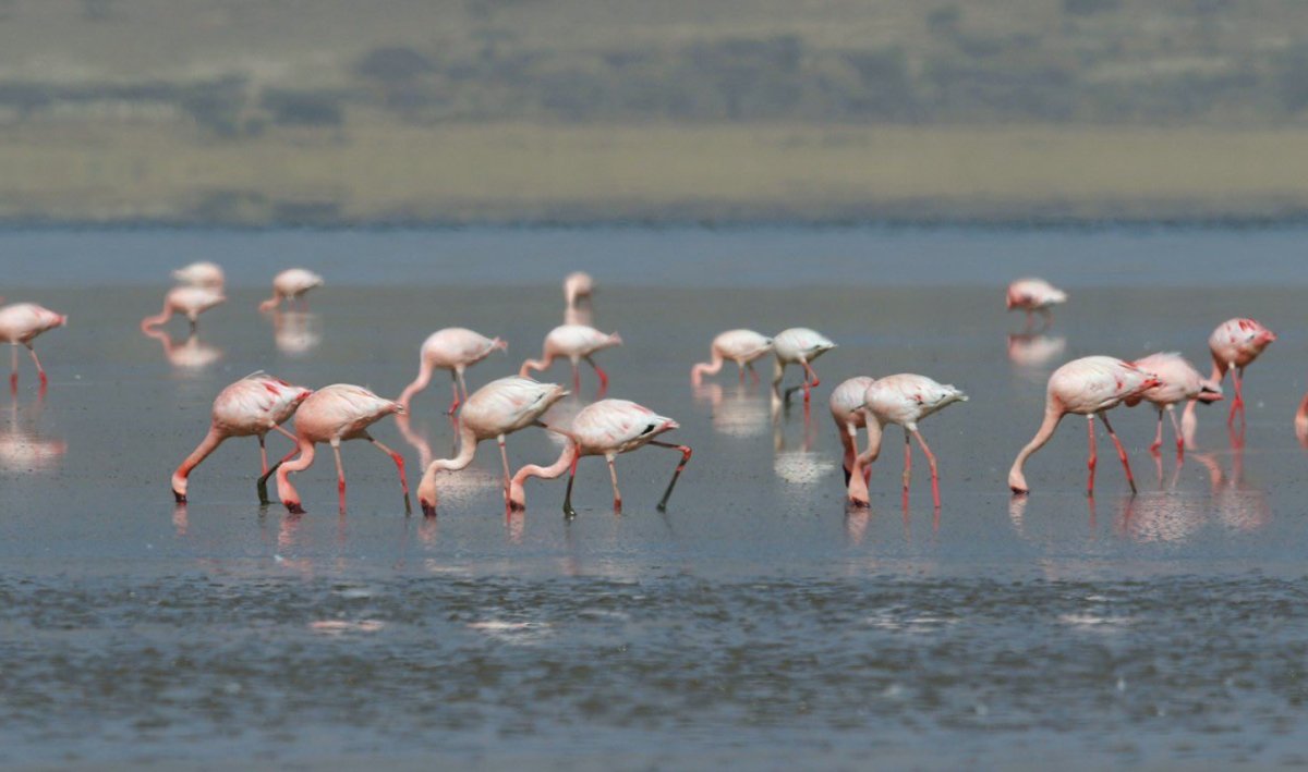 Tuz Gölü'nde flamingolar tehlikeden kurtuldu