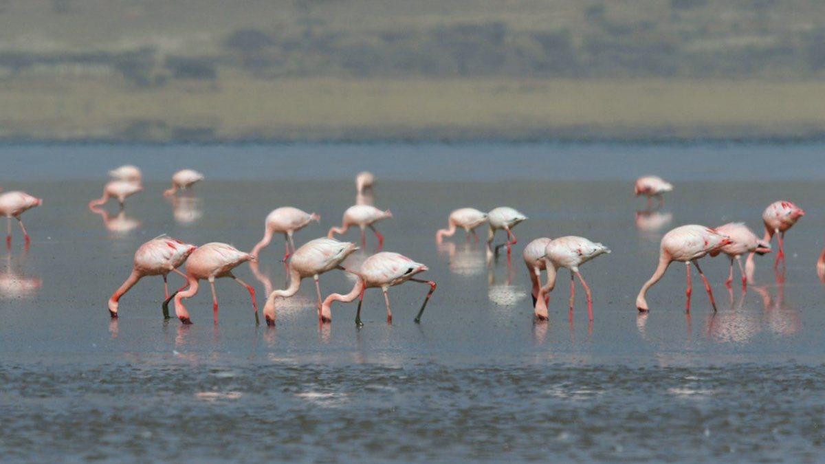 Tuz Gölü&#039;nde flamingolar tehlikeden kurtuldu