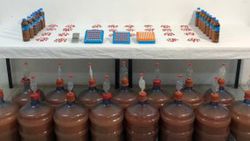 Fransa'da aktivistler tavuk maskeleriyle fast food restoranını bastı