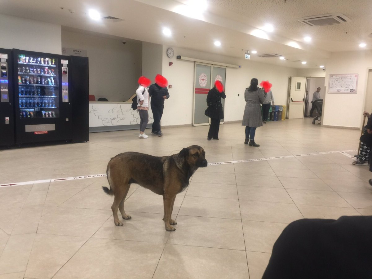İzmir'deki hastanelerde başıboş köpek tedirginliği