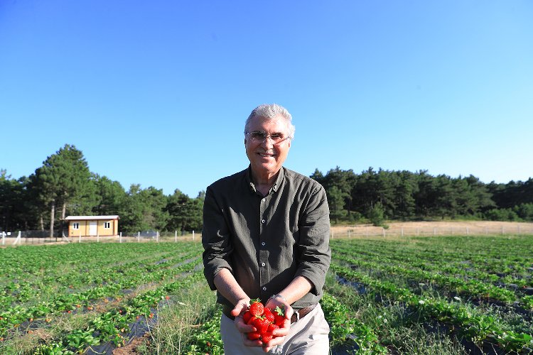Sakarya'da çilek üretimi 3 katına çıktı