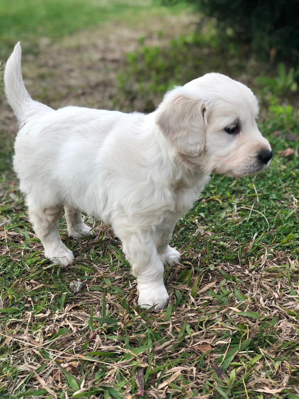 Trabzon'da sahipli köpeklere ağızlık kararı geri çekildi