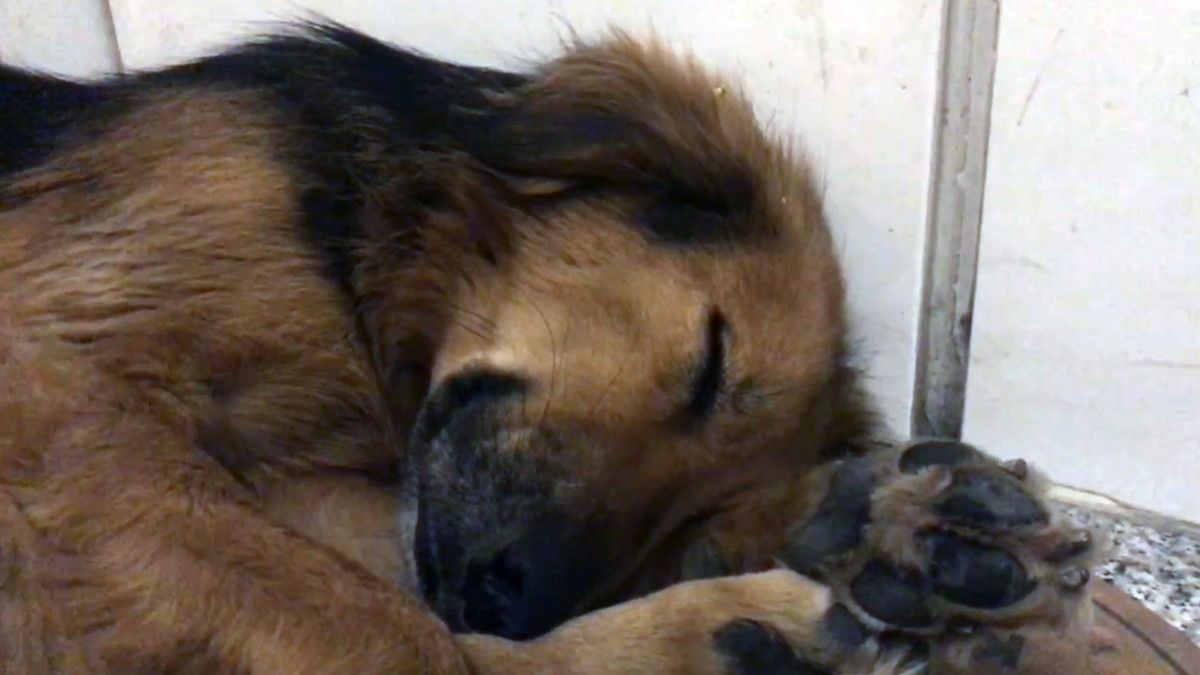 Trabzon'da sahipli köpeklere ağızlık kararı geri çekildi