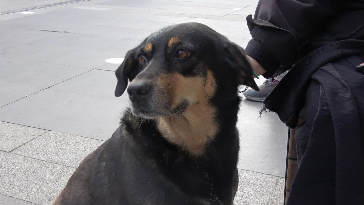 Trabzon'da sahipli köpeklere ağızlık kararı geri çekildi