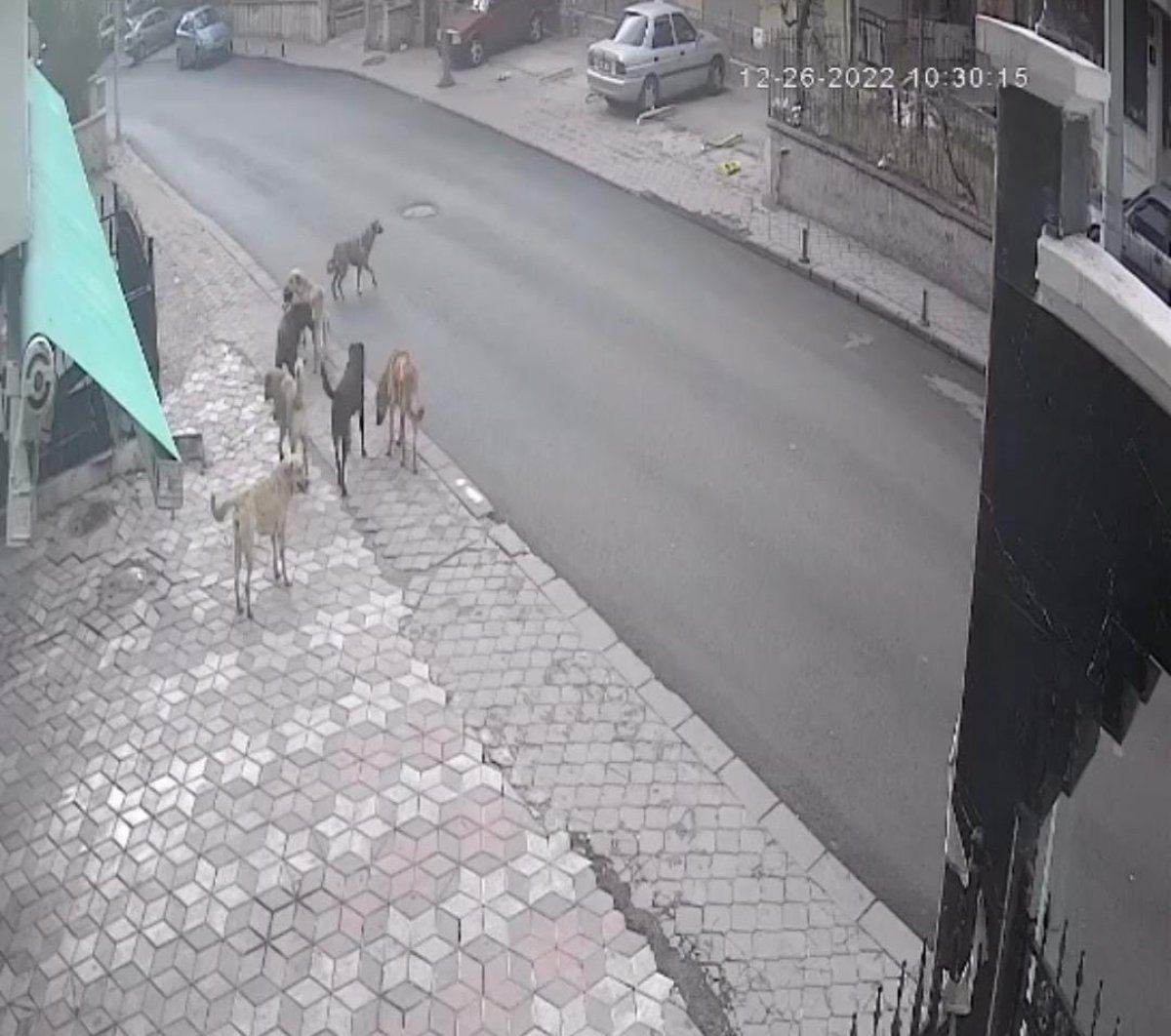 Ankara'da başıboş sokak köpekleri bir vatandaşa daha saldırdı