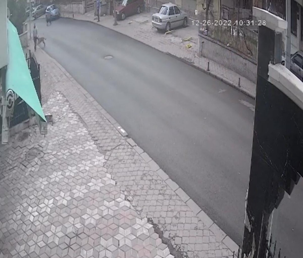 Ankara'da başıboş sokak köpekleri bir vatandaşa daha saldırdı