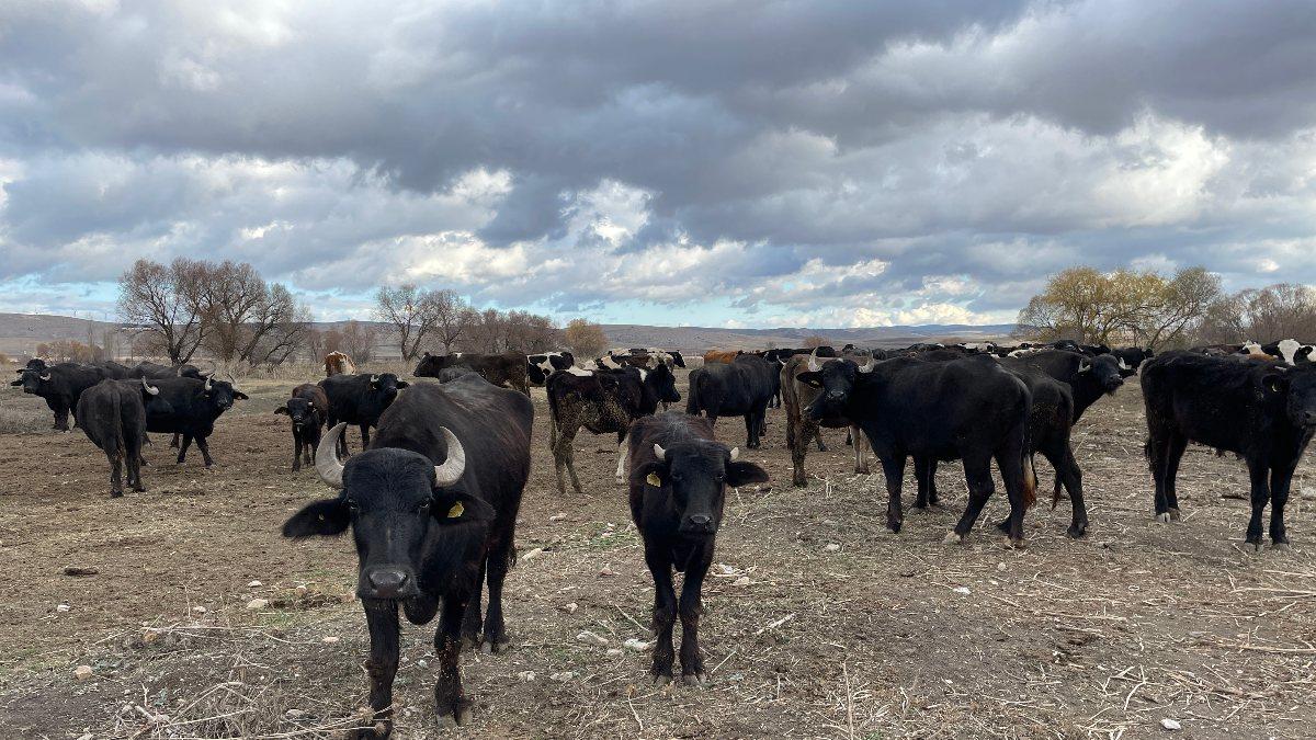 Cumhurbaşkanı Erdoğan'ın açıklaması sonrası manda sütüne talep arttı
