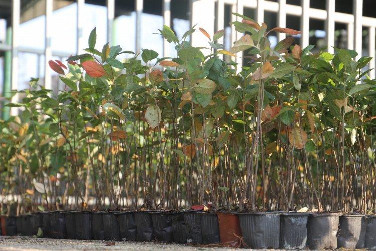 İzmit&#039;te hibe destekli &#039;süper meyve&#039; fidanları dağıtıldı