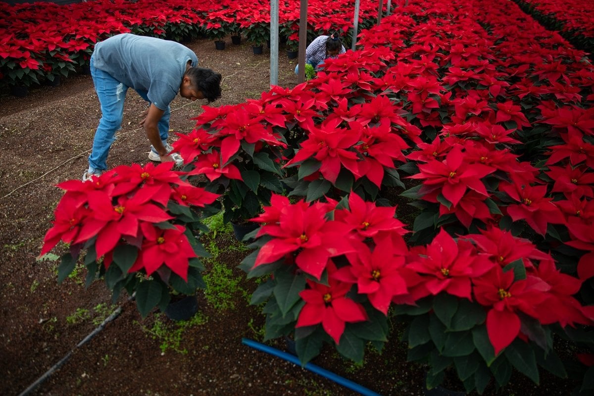 Meksika'da poinsettia çiçeğine yoğun ilgi