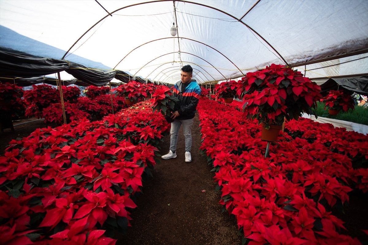 Meksika'da poinsettia çiçeğine yoğun ilgi