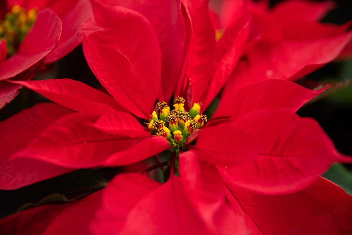 Meksika'da poinsettia çiçeğine yoğun ilgi