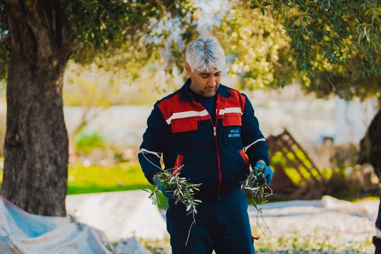 Milas'ta 'kaliteli yağ' için zeytin hasadı sürüyor