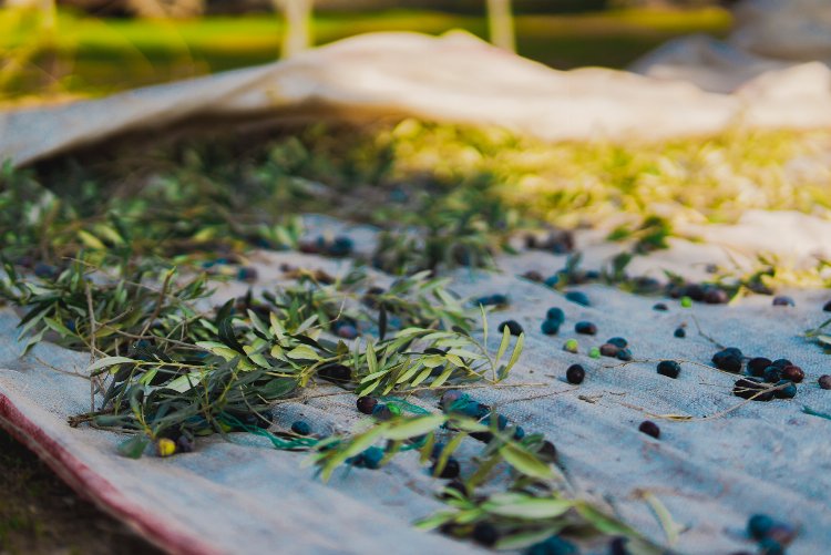 Milas'ta 'kaliteli yağ' için zeytin hasadı sürüyor