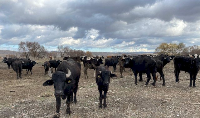 Cumhurbaşkanı Erdoğan'ın açıklaması sonrası manda sütüne talep arttı