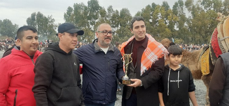 Aydın Didim'de deve güreşlerine yoğun ilgi