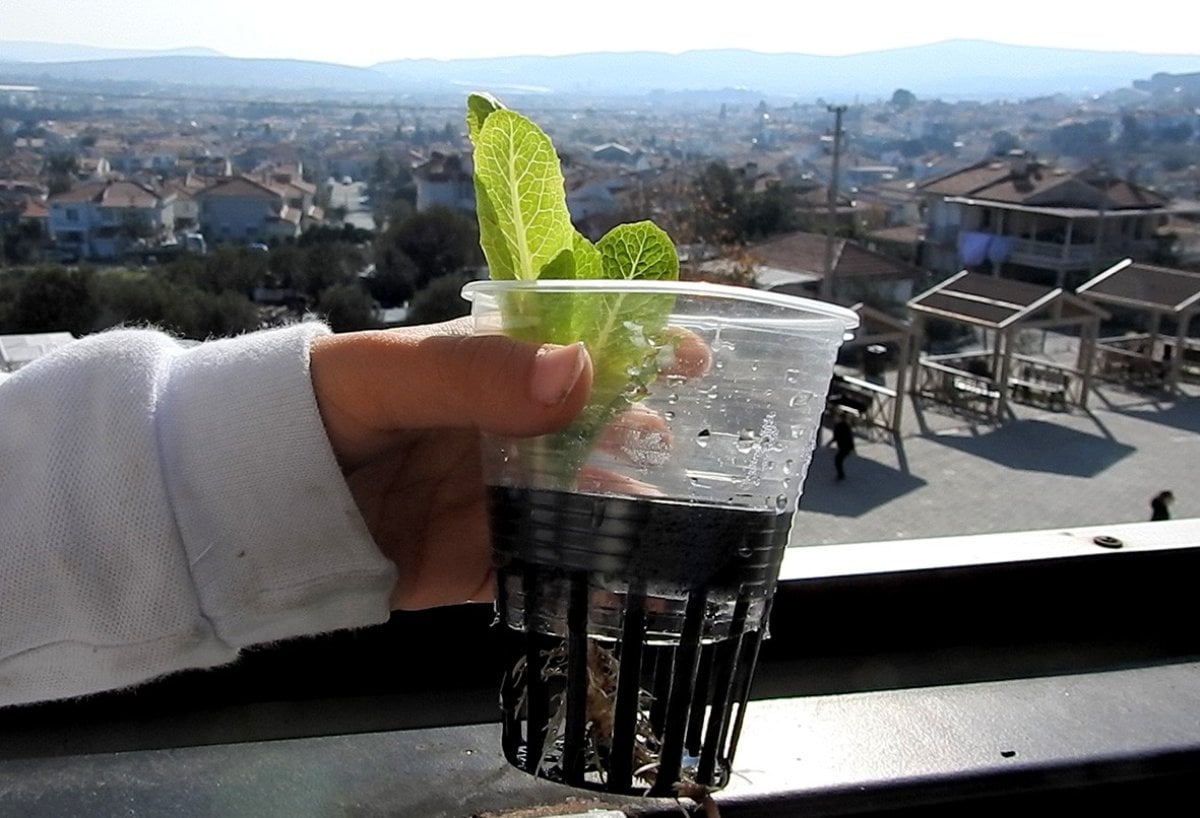 Çeşmeli öğrenciler, topraksız tarım yapmaya başladı