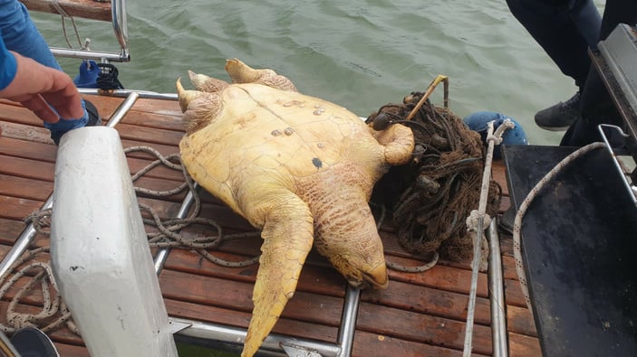 Muğla açıklarında ölü caretta caretta bulundu