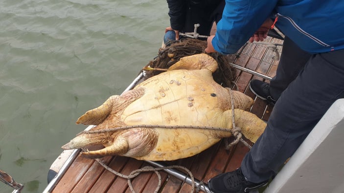 Muğla açıklarında ölü caretta caretta bulundu