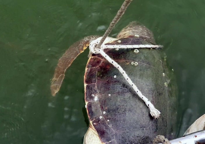 Muğla açıklarında ölü caretta caretta bulundu