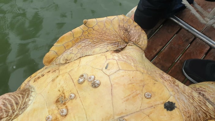 Muğla açıklarında ölü caretta caretta bulundu