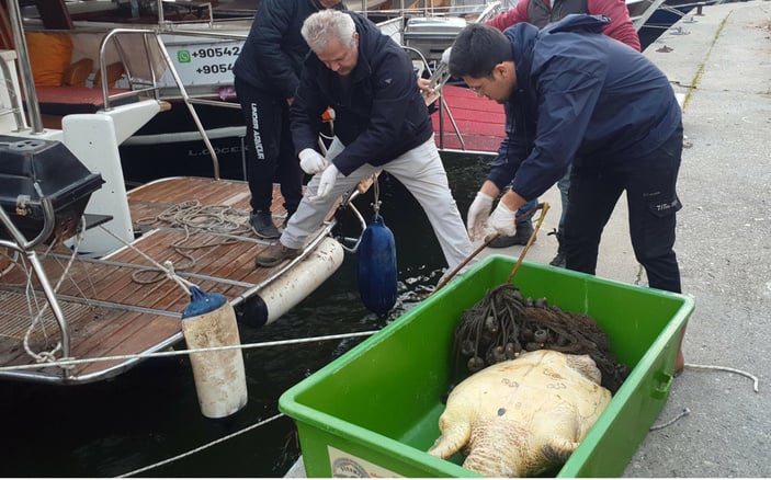 Muğla açıklarında ölü caretta caretta bulundu