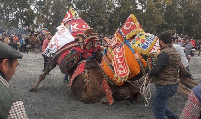 Aydın Didim'de deve güreşlerine yoğun ilgi