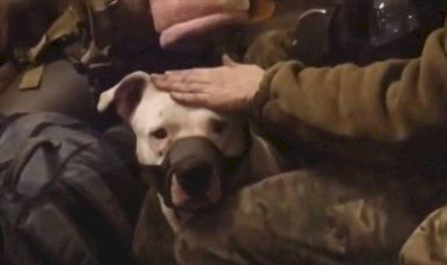 Rusya esir değişiminde, pitbull köpeğini de Ukrayna’ya iade etti