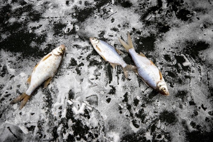 Ukraynalılar, savaşın stresini balık tutarak atmaya çalışıyor