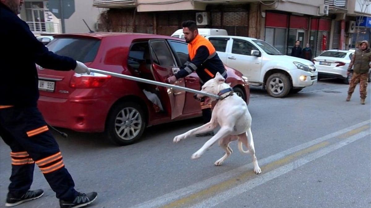Denizli&#039;de alkolden vukuatlı olan sürücü kaza yaptı: Köpeği müdahale ettirmedi