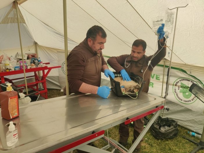 Deprem bölgesinde kurulan kliniklerde hayvanlar tedavi ediliyor
