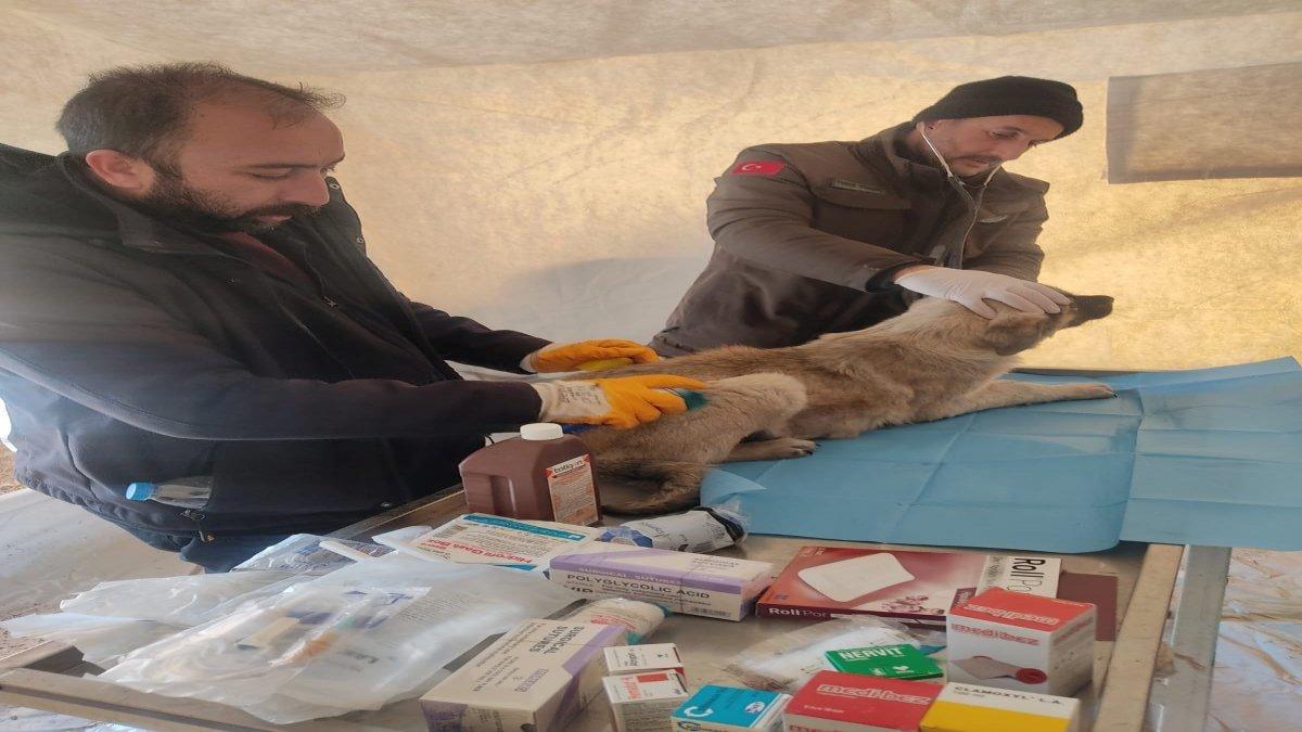 Deprem bölgesinde kurulan kliniklerde hayvanlar tedavi ediliyor