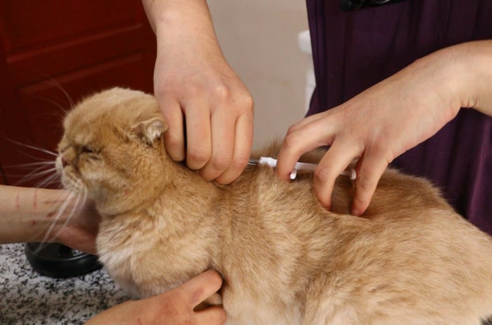 Evcil hayvanına çip taktırmayanlara ilk cezalar uygulandı