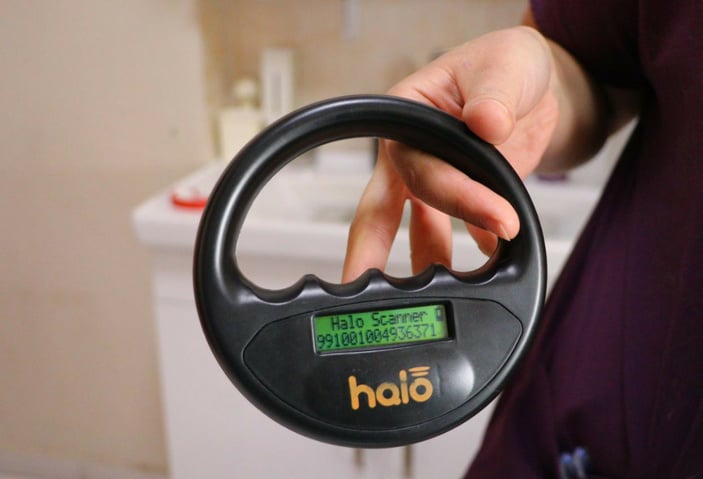 Evcil hayvanına çip taktırmayanlara ilk cezalar uygulandı