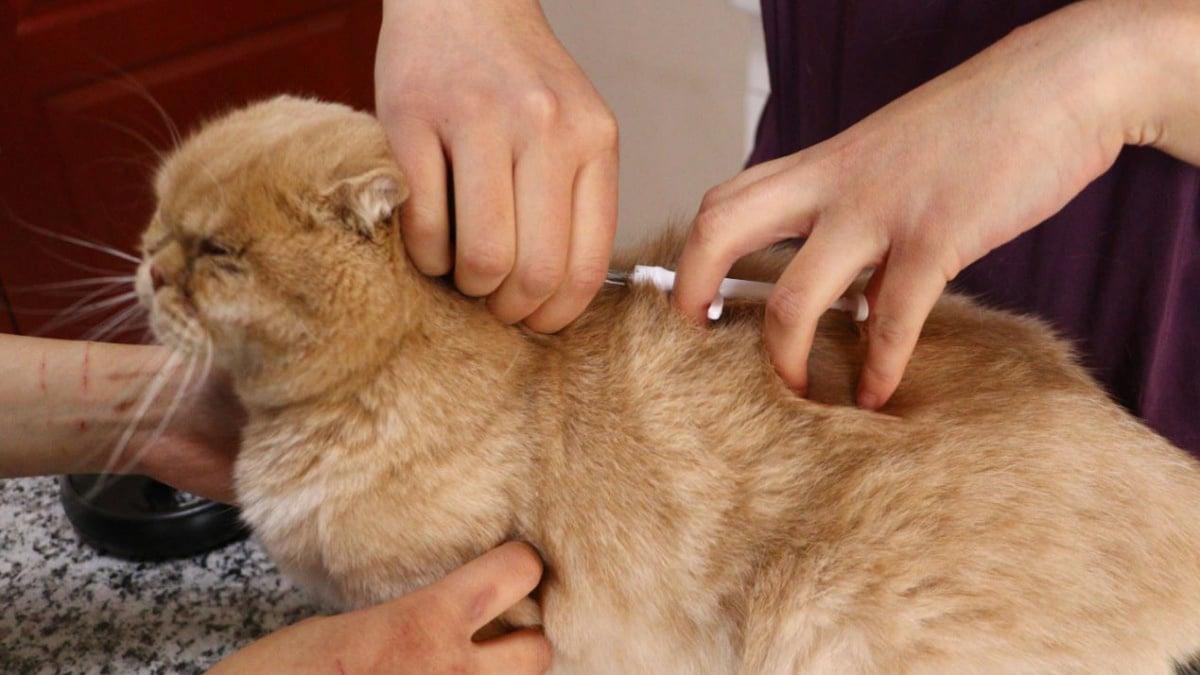 Evcil hayvanına çip taktırmayanlara ilk cezalar uygulandı