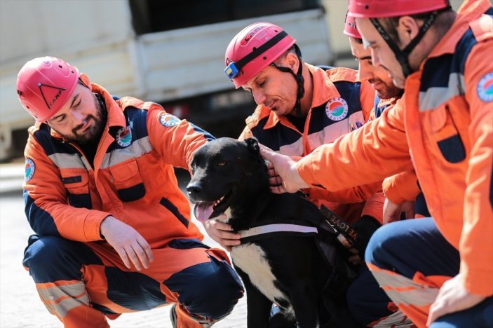 Hatay'da cins köpek enkaz altında kalmıştı! Kendisini kurtaran ekibe katılıp eğitim aldı: Hayat kurtaracak