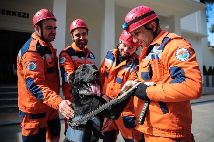 Hatay'da cins köpek enkaz altında kalmıştı! Kendisini kurtaran ekibe katılıp eğitim aldı: Hayat kurtaracak