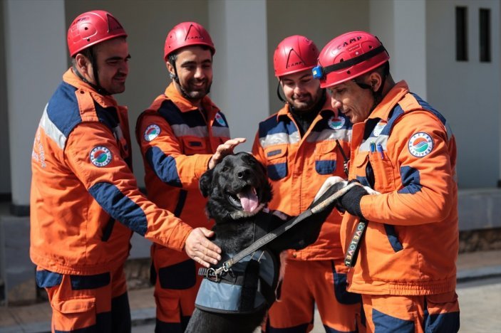 Hatay'da cins köpek enkaz altında kalmıştı! Kendisini kurtaran ekibe katılıp eğitim aldı: Hayat kurtaracak