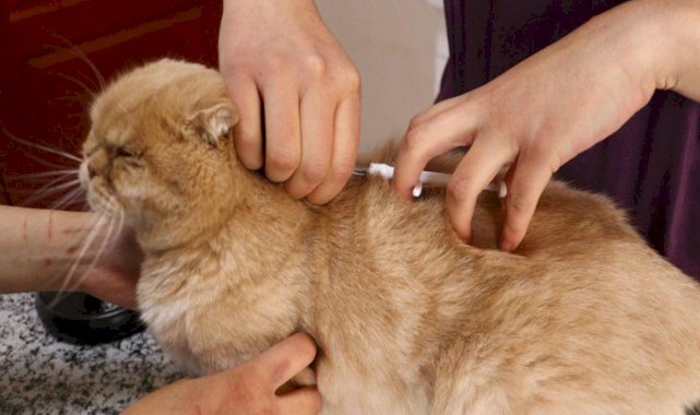 Evcil hayvanına çip taktırmayanlara ilk cezalar uygulandı