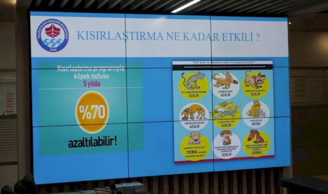 Trabzon'da başıboş köpek sorunuyla ilgili harekete geçirdi