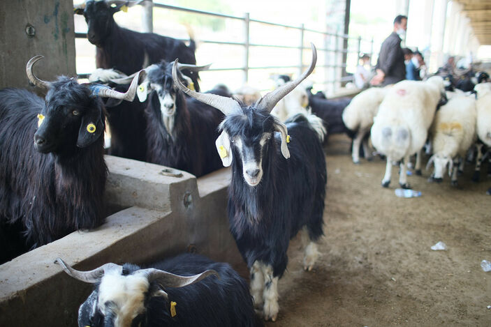 Diyarbakır ve Siirt'te hayvan borsası pazarları kapatıldı