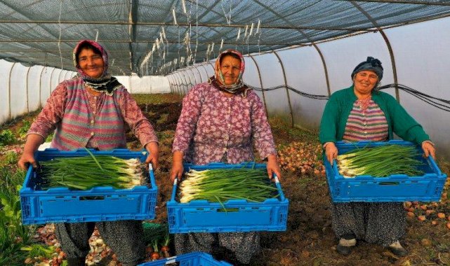 Modern seralardaki verim üreticiyi sevindirdi