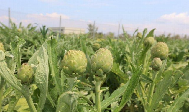 Urla'da 'Enginar Günleri' hazırlığı